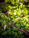 Unusual young raspberry sprout clematis