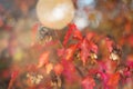 Unusually beautiful autumn card with bush branch in bright red leaves and yellow blurred bokeh Royalty Free Stock Photo