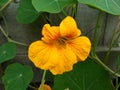 Nasturtium unusually beautiful flower3