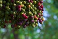 Unusually beautiful scene of a hanging group of purple and green palm fruits, with a focal bokeh background, in a lush Thai garden