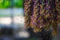 Unusually beautiful scene of swarming bees enjoying the pollen of a hanging group of purple flowers from a palm plant in a lush Th