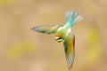 Unusually beautiful shot of a young bee-eater in flight Royalty Free Stock Photo