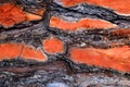 Unusually colored and textured bark of an old umbrella pine macro shot, brown and orange bark of stone pine, pinus pinea bark