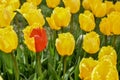 Unusual Half Red and Half Yellow Tulip Mutation. Standing Alone Uniquely