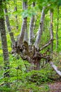 Unusually shaped tree trunks in a park against a background of greenery on a bright sunny day. Royalty Free Stock Photo