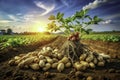 Unveiling the Bounty Closeup of Dug Peanuts Roots and Tubers in a Vibrant Agricultural Field