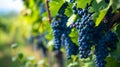 Unveiling the Essence of New Vintage Wines: Majestic Blue Grape Plantations in Germany