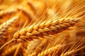 Unveiling the Golden Heart of the Wheat A Detailed Macro Exploration of Grain Texture and Structure