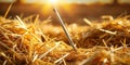 Unveiling the Hidden Treasure A Challenging Search for a Needle in a Haystack A Powerful Metaphor for Problem Royalty Free Stock Photo