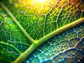Unveiling the Inner Structure of a Plant Stem A Microscopic Exploration of Xylem and Phloem Vascular Tissues Royalty Free Stock Photo