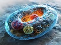 Unveiling the intricacies: the structure of the human cell, a journey into the microscopic realm of organelles