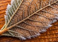 Unveiling the Microscopic Marvels of a Leaf Intricate Microbial Structures and Velvety Texture on a Rustic Wooden