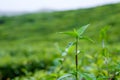 Unwanted flora in tea plantations at Cameron Highlands, Malaysia Royalty Free Stock Photo