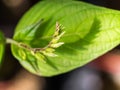 Unwanted Plant on The Ground