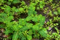 Unwanted plant on the ground