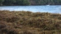 Unwanted sargassum in the windward island