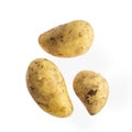Unwashed potato is isolated on white background