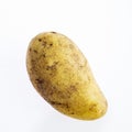 Unwashed potato is isolated on white background