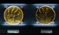 Unwashed and washed hand bacterias in petri dish