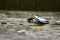 Unwell bee eating honey from a spoon