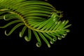 Unwinding curved green cyca branch color macro on black background Royalty Free Stock Photo