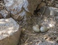 Unwise nesting site for this herring gull, Larus argentatus, bird nest. Next to busy path. With eggs. Royalty Free Stock Photo