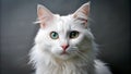 Unwrapping the Whimsical Delights of the Turkish Angora, generative ai