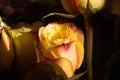 Unwrapped yellow rose on the black background Royalty Free Stock Photo