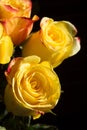 Unwrapped yellow rose on the black background Royalty Free Stock Photo