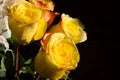 Unwrapped yellow rose on the black background Royalty Free Stock Photo