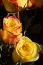 Unwrapped yellow rose on the black background Royalty Free Stock Photo