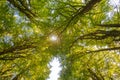 Up from the bottom view of the tops of trees with green foliage Royalty Free Stock Photo