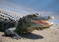 Up close alligator with mouth open