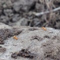 Up close ants