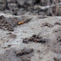 Up close ants