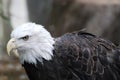 Up Close with a Bald Eagle Royalty Free Stock Photo