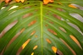 Up close banana tree leaf Royalty Free Stock Photo