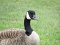 Up Close Beautiful Canadian Goose