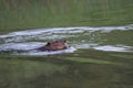 Up close beaver