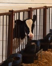 up close black and white Holstein dairy heifer calf