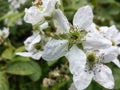 Up Close Blackberry Blossom