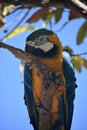 Up Close with a Blue and Gold Macaw Royalty Free Stock Photo