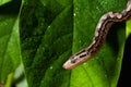 bronze back snake at the green leaves