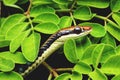 Up close a bronze back snake hiding at green leaf Royalty Free Stock Photo