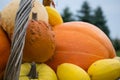 Up Close Bunch of Orange and Yellow Pumpkins with Squash