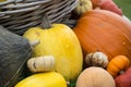 Up Close Bunch of Yellow and Orange Pumpkins with Gourds by Basket Background