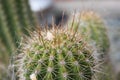 Up close cactus Royalty Free Stock Photo