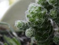 Up close cactus plant in pot Royalty Free Stock Photo