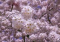 Up Close Cherry Blossoms