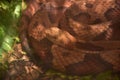 Up Close with a Coiled Up Copperhead Snake Royalty Free Stock Photo